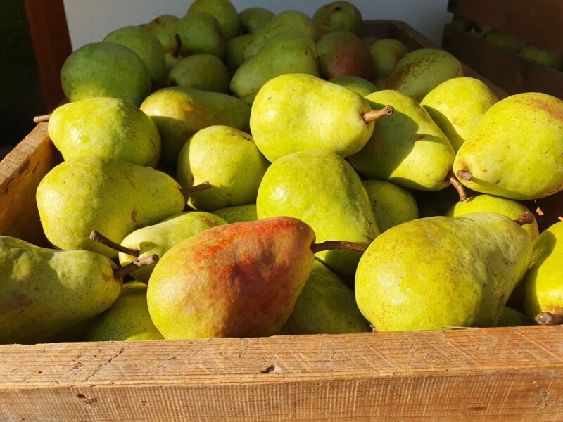 Frische Williams-Birnen aus Tirol – geerntet am Eggenhof für die Edelbrandherstellung