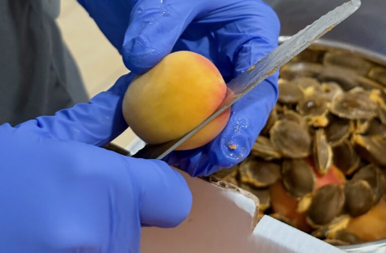 Original Wachauer Marille wird am Eggenhof von Hand entkernt