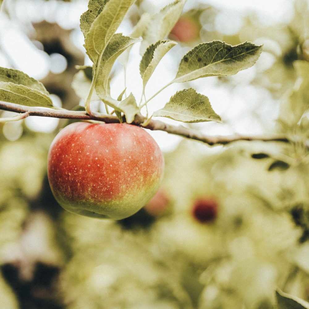 erika-fletcher-FI4uJ2ZAunk-unsplash Hauseigene Apfelbäume